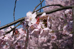 Körsbärsblommor