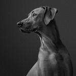 Porträtt på hunden