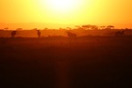 Gnuer i soluppgång i Serengeti