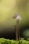 Ståtliga svampar