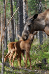 Äkta Moderskärlek i naturen....