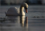 Swan (in) Sea
