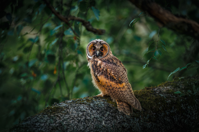Long-eared Owl owlet