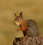 Korre med fr&ouml; i munnen