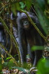bonobo walking