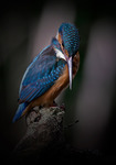 The Kingfisher throne