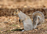 Grey squirrel