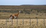 Guanaco