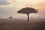 Serengeti