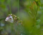 Blomma med besökare