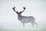 Red Deer in morning mist