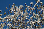 Magnolia i solen