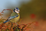 Blåmes Tit (Parus caeruleus)