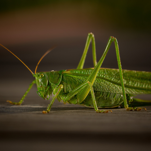 Grön vårtbitare - Great green bush-cricket (Tettigonia viridissima)-227.jpg