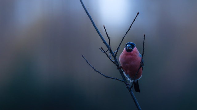 Domherre i dagens sista ljus