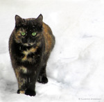 F&ouml;rsta sn&ouml;n