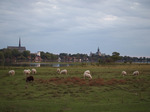 Fårbete vid Vadstena