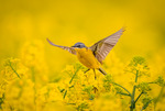 Wings in a sea of yellow