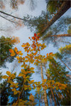 Höst i blandskogen