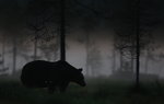 I mörker och dimma kom Björnen fram