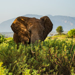 Elefant i skugga