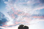 Murmuration