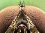 The eyes of a common fly