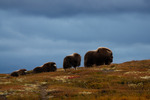 Uppradning på fjället