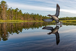 Livet i skogstjärnen