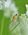 Fly in  soft dream