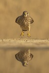 COMMON KESTREL