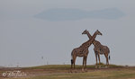 Giraffer vid strandkanten