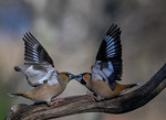 Kissing birds