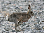 Blöt hare