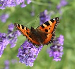 N&auml;sselfj&auml;ril p&aring; bes&ouml;k.