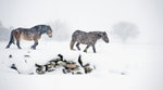 Ardenner i snö på Öland