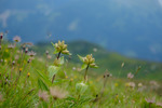 Alpängen