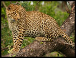 Leopard