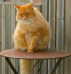 P&aring; rostigt bord (1)