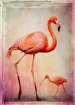 flamingo med vänn