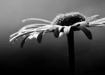 B/W Flower