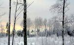 Vinter