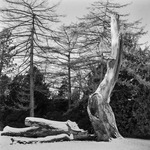 Stormskadad ek i Alnarp