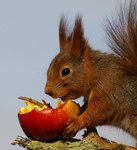 Portr&auml;tt p&aring; hungrig ekorre