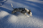 Anton på språng i snön