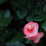Lilla rosenknopp