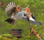 Jays in fight