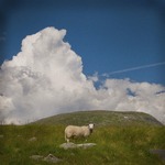 Sheep with cloud