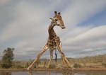 GIRAFFE