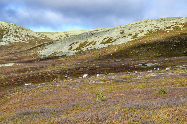 Renar p&aring; Nipfj&auml;llet